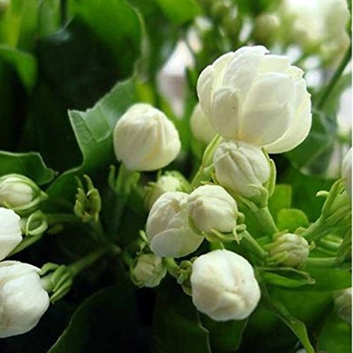 Sellify 20seeds/bag Jasmine seed indoor plants perennial flower seeds