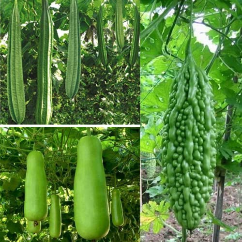 Seed Basket Native Climber Vegetable Seeds/Ridge Gourd/Bottle Gourd/Bitter Gourd Seeds…