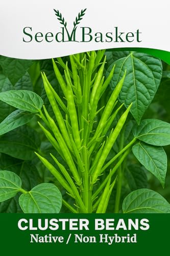 Seed Basket Cluster Beans (Guar) 80 Seeds for Home Garden – High Yield, Fast Growing, N…