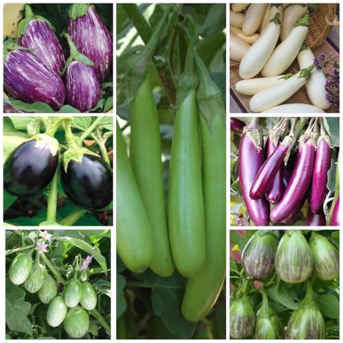 Seed Basket Brinjal Seeds Pack of 7 Varieties | 400+ Hybrid & Non-GMO Seeds | 90%+ Germ…