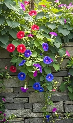 Morning Glory Climbing Flower Seeds, Vibrant Blue Blooms, Pack of 30 Seeds for Garden (…