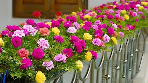 Portulaca Flower Seeds - 100 Mixed Color Pack for Creating a Beautiful and Resilient Ga…