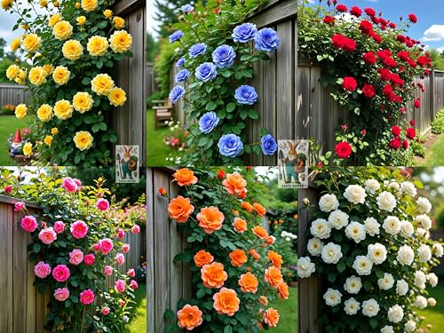 Earth Hopper Climbing Rose Hybrid Seeds Pack - Large Flowers- 70 Easy-to-Grow Seeds for…