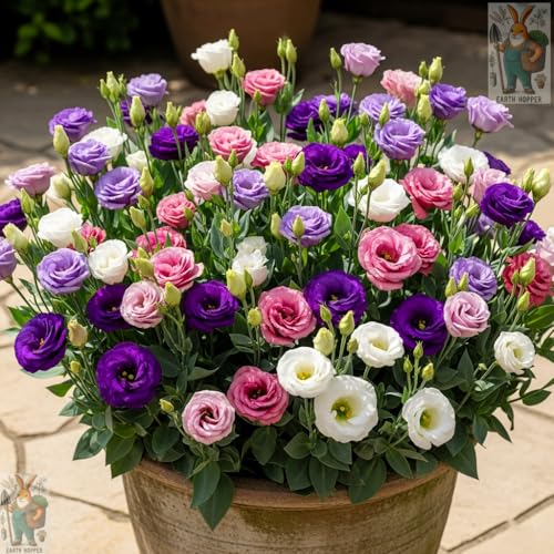 Earth Hopper 50+ SEEDS Lisianthus Flower Mix Colors Seed Pack, Easy Care & Fragrant & A…