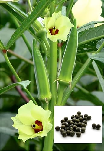 Lady Finger (Okra/Bhindi) Seeds for Home Gardening – High Germination, Hybrid Variety,…