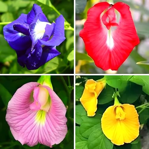 SEEDITO (Pack Of 30 Pcs) Aparajita Flower Seeds – Multipetal Butterfly Pea All Colours…