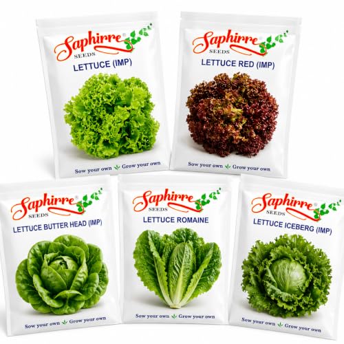 Saphirre Seeds Lettuce Seeds Combo Pack | 5 Varieties | 1000+ Seeds | Grand Rapid, Red…