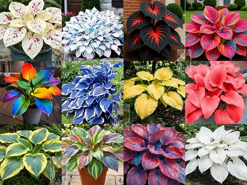 Earth Hopper Hosta Plant Seeds for Home Gardening (200 Seeds Pack) Easy Grow Low Mainte…