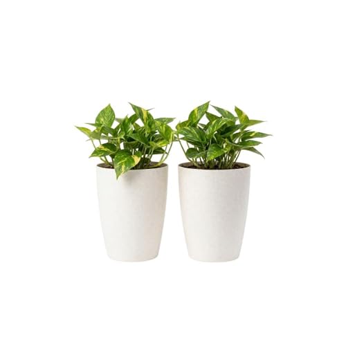 Urban Upvan 8 Inch Tower Pot | Lightweight & Durable | Stylish Planter for Indoor & Out…