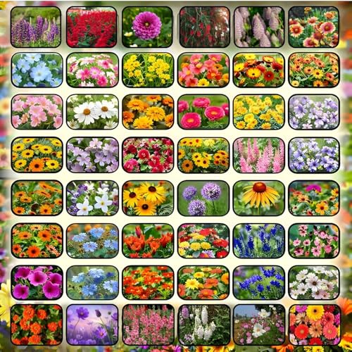 Beejhub-45 Variety of Flower Seeds| 3000+ Seeds| Good Germination Rate | Perfect for Ki…