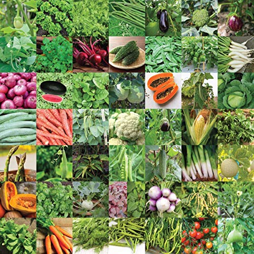 UGAOO 50 Variety Indian Vegetable Seeds Kit for Home Garden (2255 Seeds) – Organic Seed…