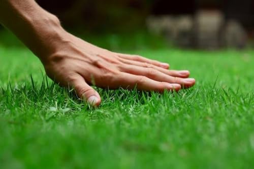 American Imported Bermuda Lawn Grass Seed, All-Season Mix, Natural Green Coverage, Pack…