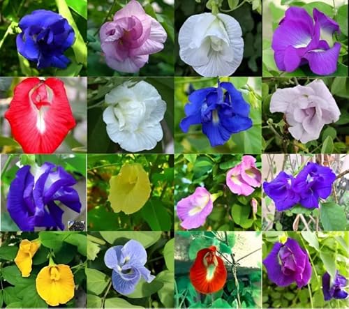 Aparajita Flower Seeds Hybrid Mix | Double Petal Butterfly Pea | Rare Multi-Colour Shan…
