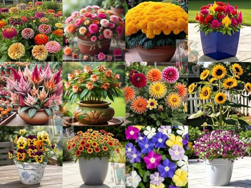 Low Maintenance Hybrid Flower Seeds Combo Pack- All Year Flower Seeds Supply (12 VARIET…