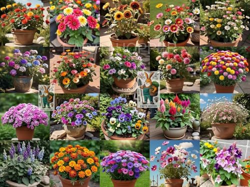 Low Maintenance Hybrid Flower Seeds Combo Pack- All Year Flower Seeds Supply (20 VARIET…