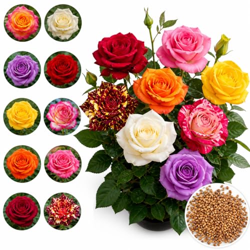 Hybrid Multi Color Rose Seeds for Planting – Red Pink Yellow White Purple Mixed Rose Fl…