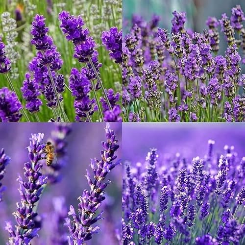 Lavender Flower Seeds – Fast Growing, Highly Fragrant Purple Flowers, Ideal for Home Ga…