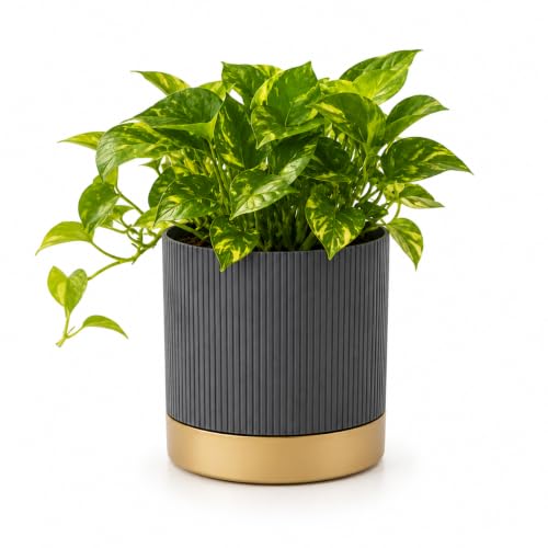 StyleX Store® 7 Inch Pack of 1 Decorative Plastic Flower Pot with Drainage Tray, Modern…