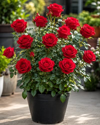 Kashmiri Rose Flower Seeds, Low Maintenance Plant Seeds, 50+ Seeds Pack (Red)