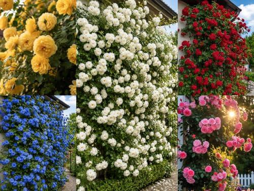 Climbing Rose Flower Seeds, 75 Seeds Pack, Year-Round Blooms (5 MIX)